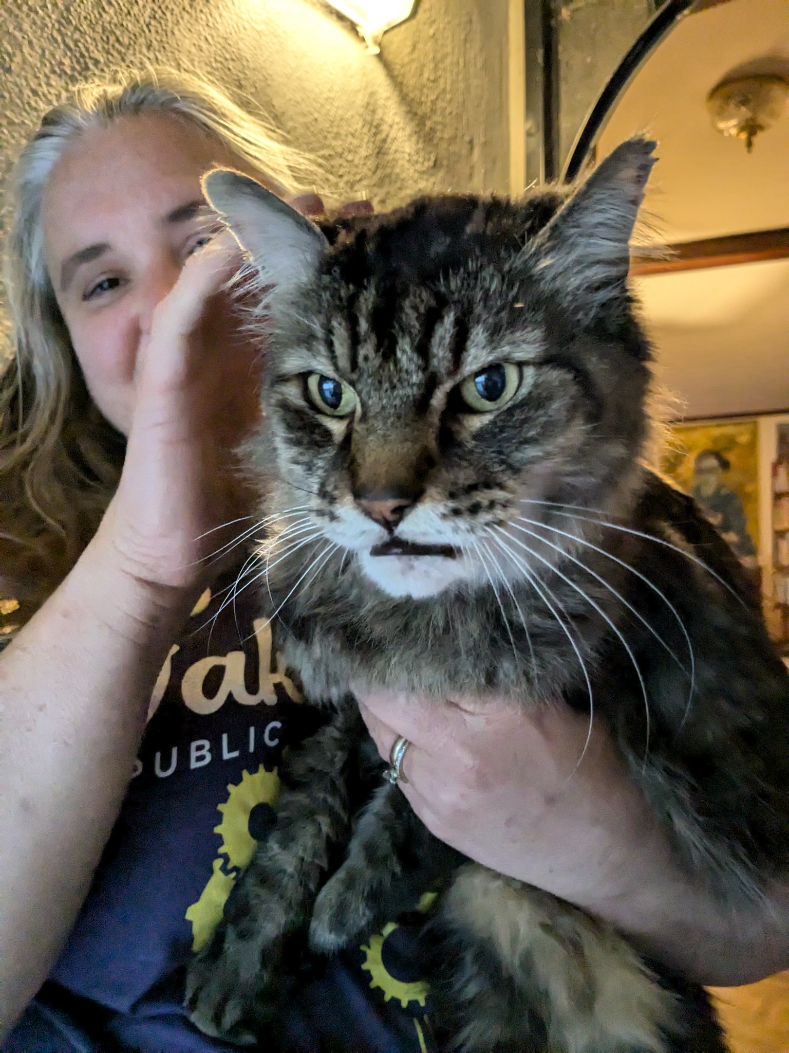 A majestic cat filling the screen